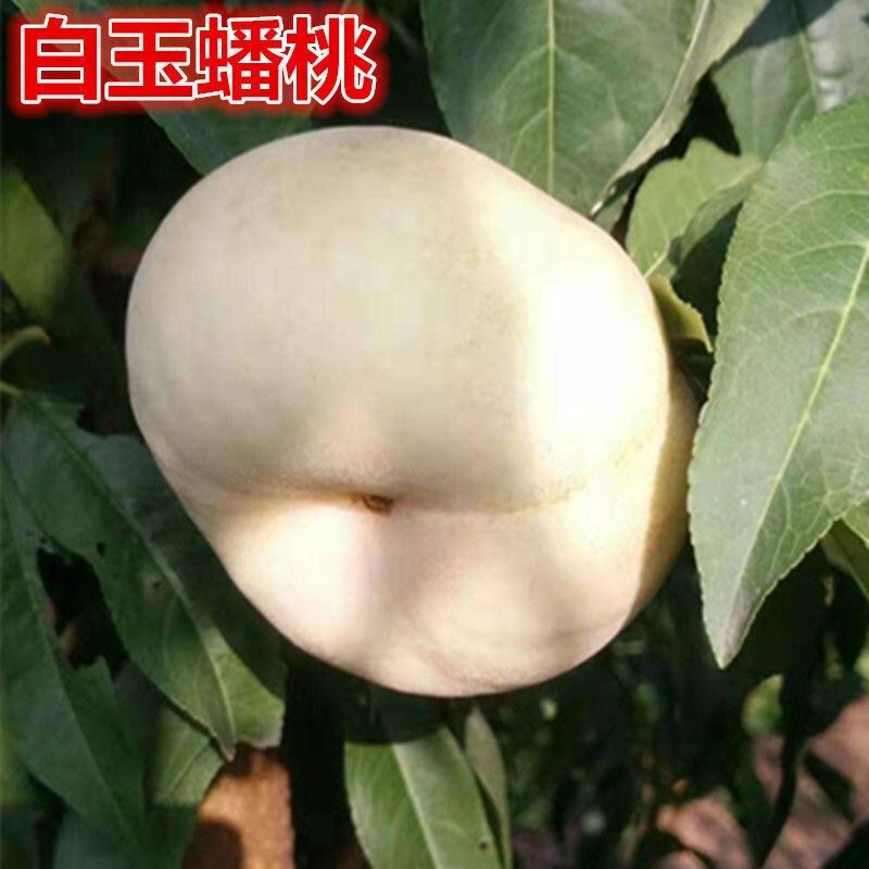 蟠桃树苗嫁接特大蟠桃苗美国红蟠黄金蟠桃树苗南北方当年结果蟠桃树苗