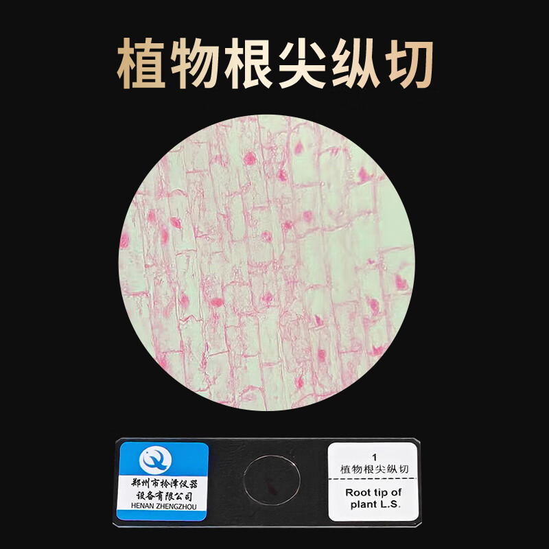 植物根尖纵切装片生物装片切片涂片小学初中高中生物科学实验切片