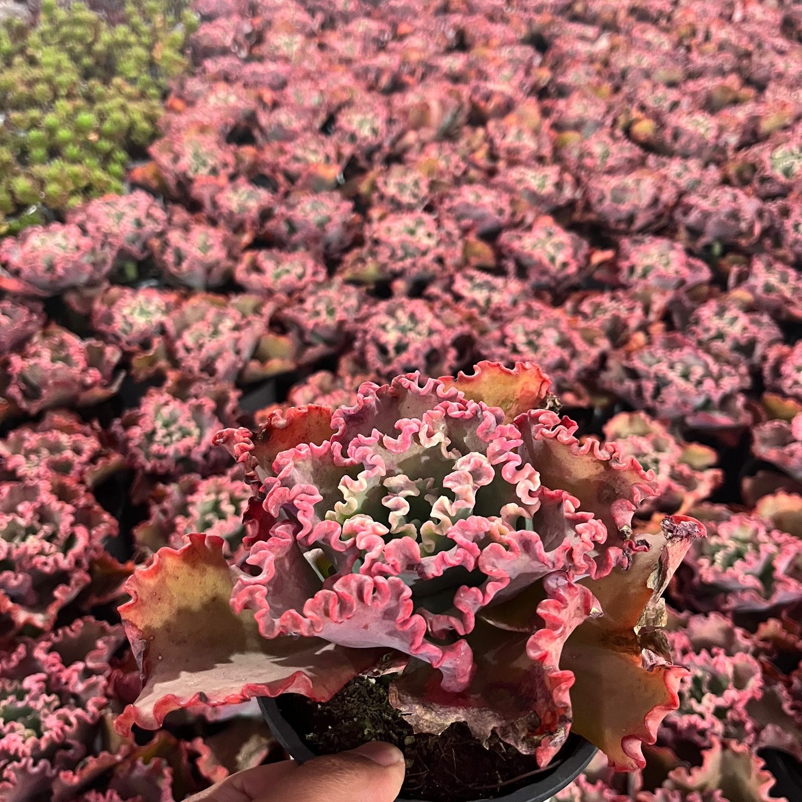 万年红客厅装饰多肉红色褶皱包菜老桩女王花笠盆栽绿植 女王花笠冠幅