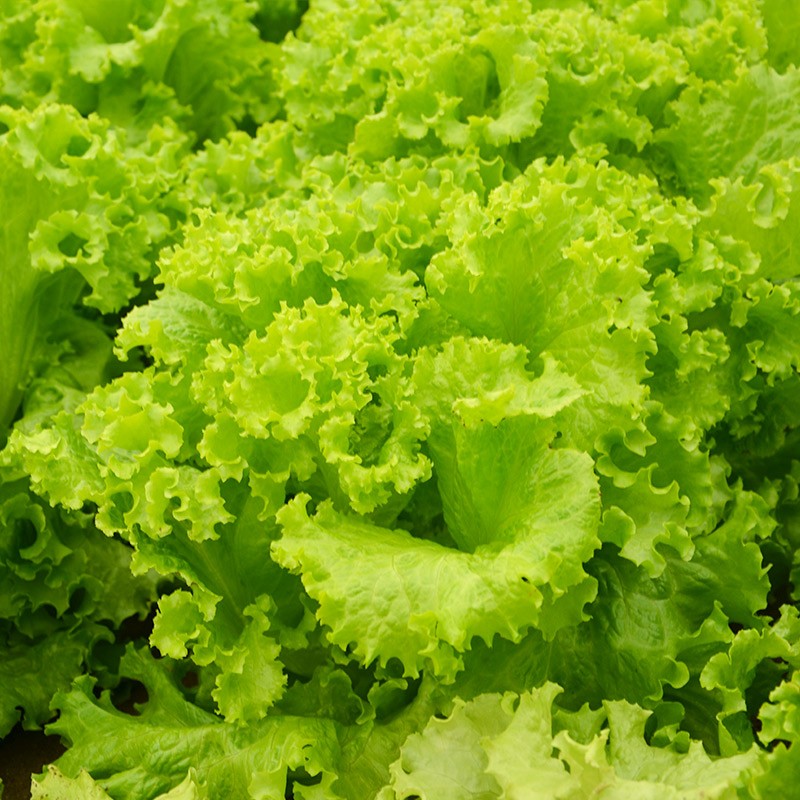 种菜记 蔬菜种子大全快菜生菜鸡毛菜种籽四季南方小青菜春季阳台蔬菜