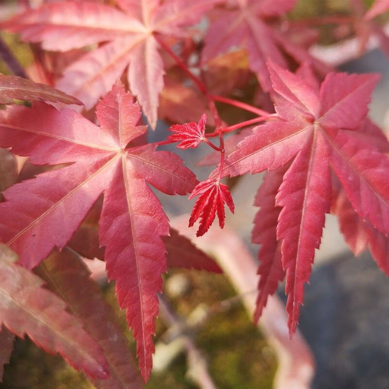 轻奢芊阙日本红枫盆景四季好养活室内桌面盆栽老桩寒观叶植物红舞姬