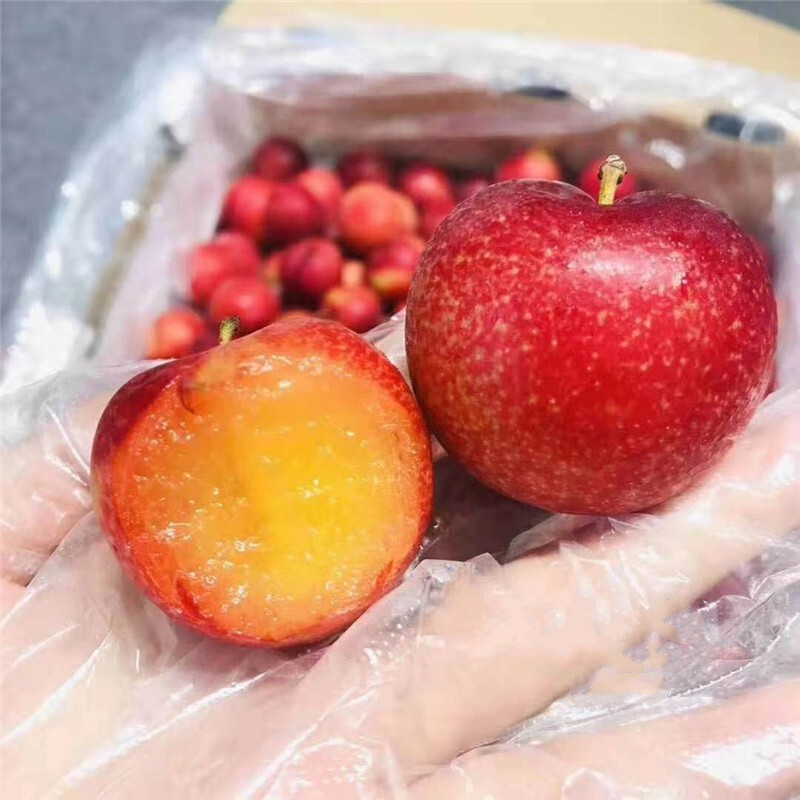 桃李村樱桃李甜李子樱桃蜜甜多汁新鲜时令水果 2斤