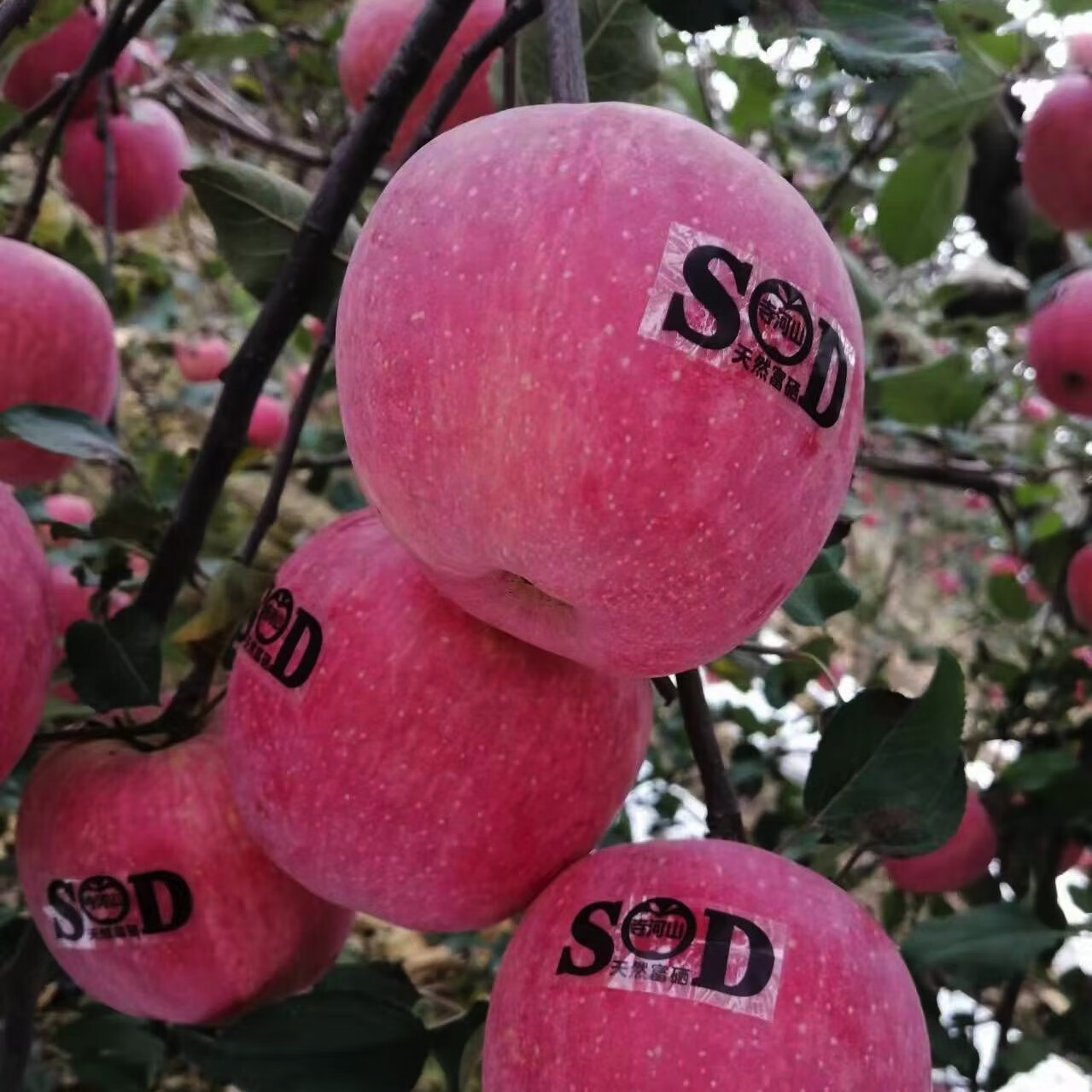 灵宝苹果 LINGBAO APPLE灵宝正宗寺河山红富士苹果礼盒装新鲜天然富硒脆甜爽口（无标）