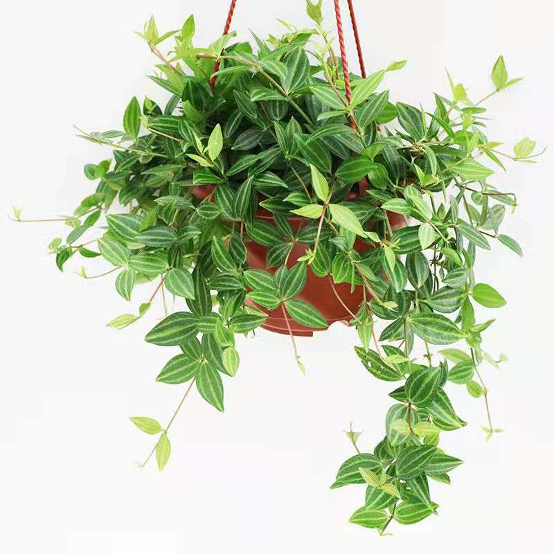 吊兰任你选金边吊兰各种盆栽花卉客厅垂吊桌面植物净化空气 钻石翡翠