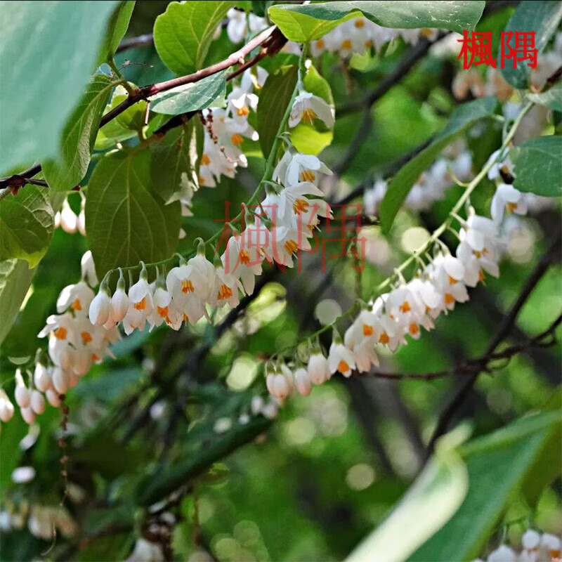 楓隅玉铃花种子多年生白云树观花公园行道树种孑种籽 玉铃花种子500克