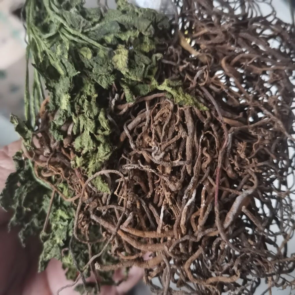 有仁堂贵州省野生中草药材阴地蕨一朵云狼鸡细辛背蛇生独脚金鸡 干货