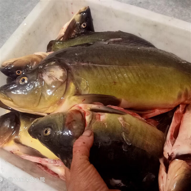 够印三道鳞营养价值极高无肌间刺肉质细嫩金宝鱼活鱼宰杀发货 发顺丰
