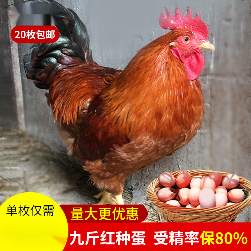 欧园侠九斤红鸡种蛋受精鸡蛋九斤黄红玉土鸡大型种鸡蛋受精蛋可孵化