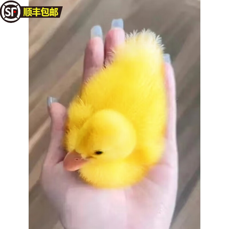 小鸭子活宠物柯尔鸭活宠物可达鸭活宠物活的真小鸭子宠物幼崽活苗 小