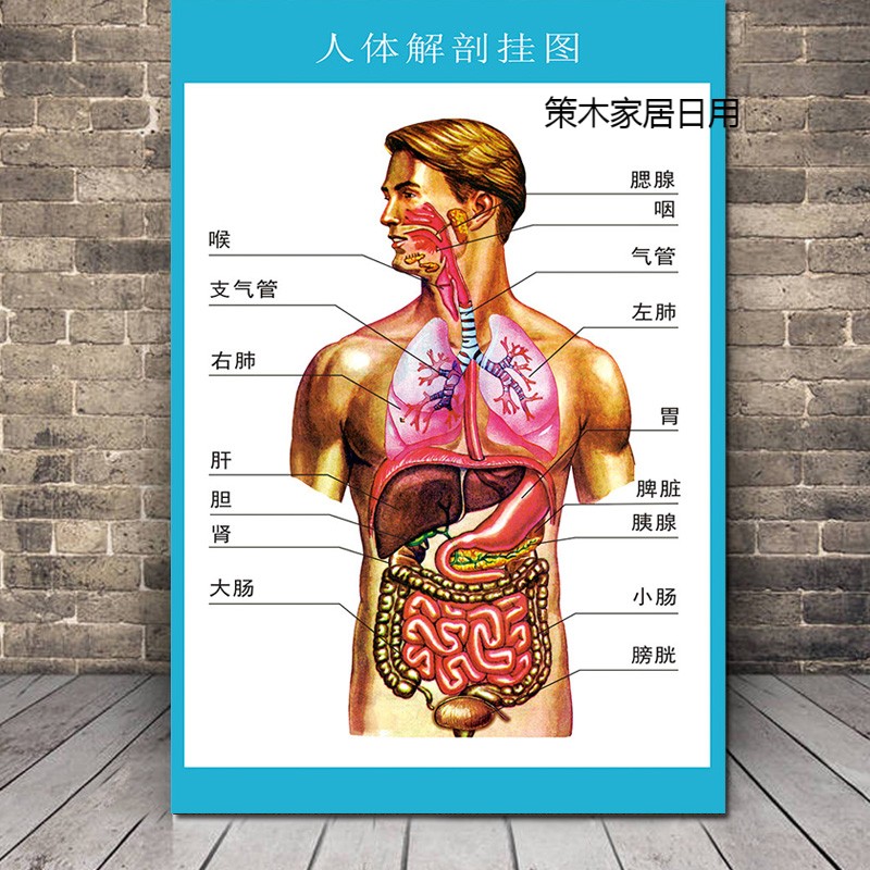 勋狸粑人体解剖图挂图结构示意图人体内脏器官骨骼构造全身解刨图片