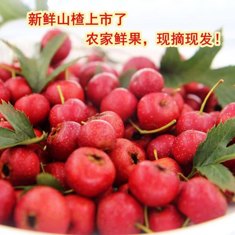 【直发】水果水果新鲜应季水果山楂现摘现发甜红子山楂 糖葫芦试用10个果