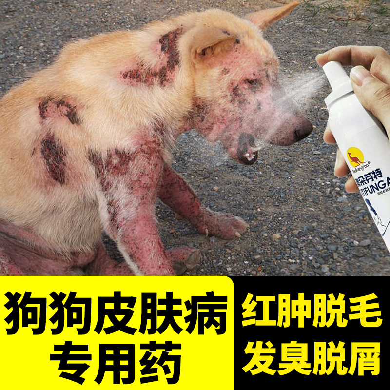 宠物狗狗真菌皮肤病治疗金毛泰迪身上有掉毛狗藓止痒专用喷剂 痒专用