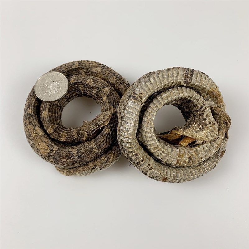 蝮蛇 土公蛇 七寸子 蝮蛇干 土骨蛇 整条带蛇头 50克