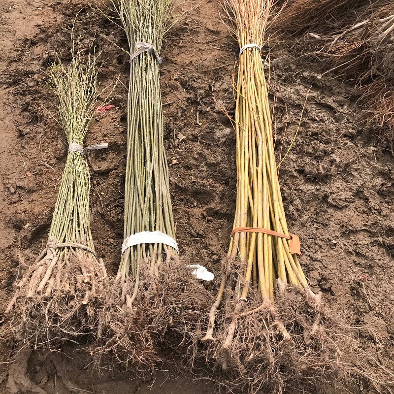 垂柳树苗黄金柳竹柳苗青皮柳树垂扬柳树苗垂柳小苗大苗绿化苗 1米高