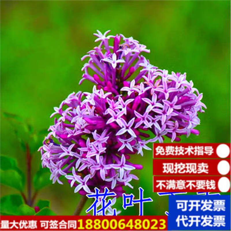 庭院耐寒大型风景树种丛生紫丁香花苗盆栽浓香花卉 花叶丁香 3公分