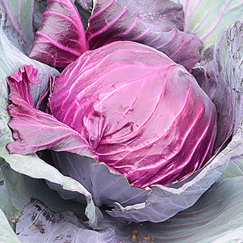 种菜记 甘蓝种子紫甘蓝种苗紫包菜种籽菜种子籽种孑紫包菜籽卷心菜蔬菜 紫丹种子5克