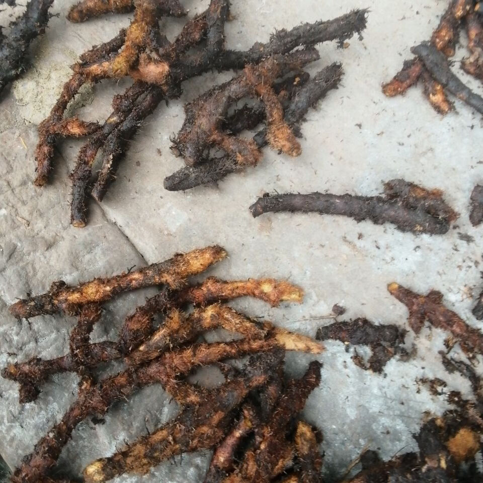 伟博正宗新鲜骨碎补现挖毛姜爬岩姜石岩姜猴姜毛申姜羌槲蕨中药材