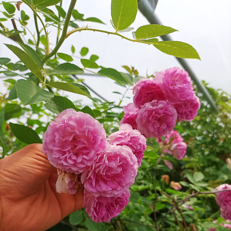 十姐妹蔷薇花苗爬藤盆栽藤本粉色花浓香无刺粉团老品种七姐妹蔷薇s 十