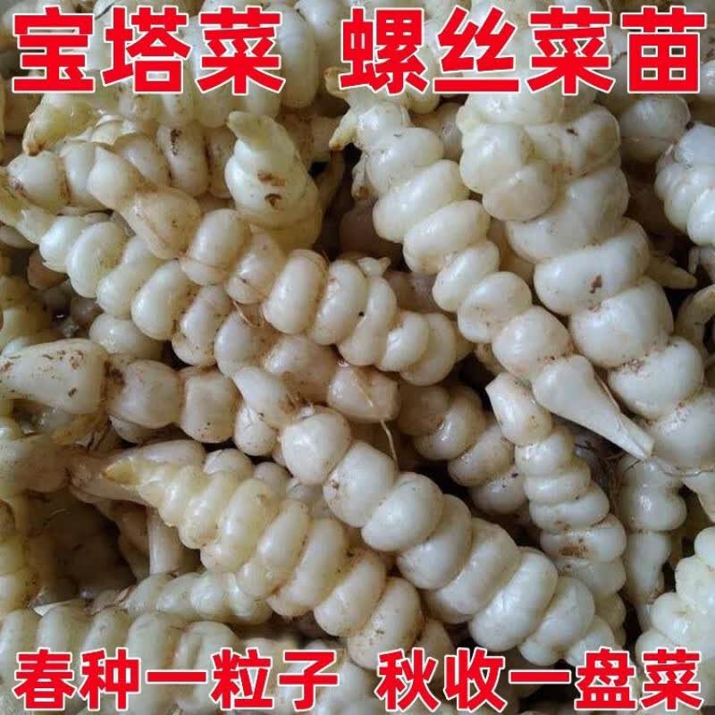 宝塔菜螺丝菜苗子新鲜带芽庭院种植四季好养活耐寒多年生野生蔬菜