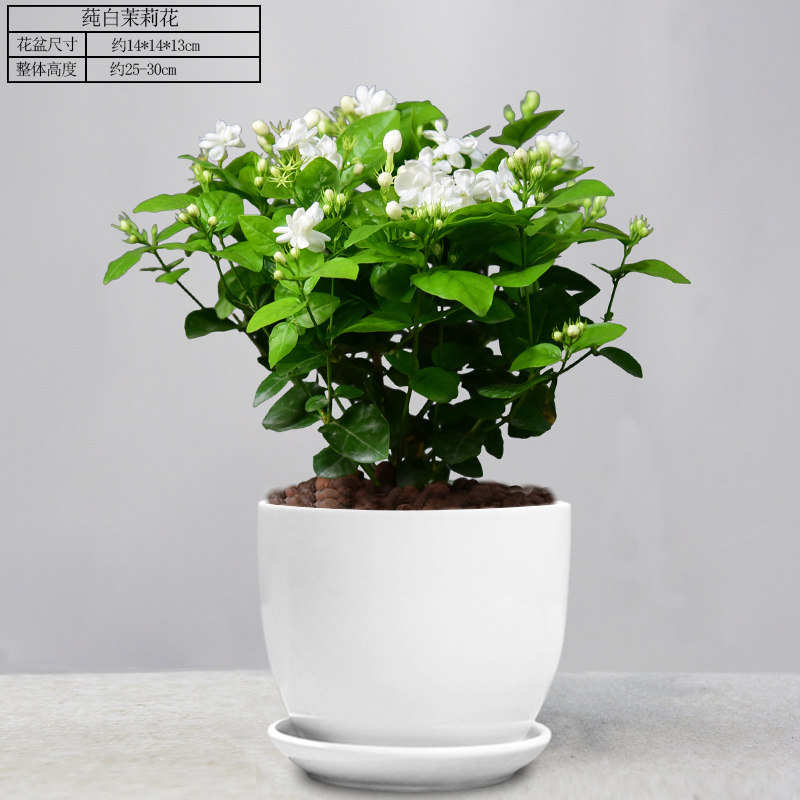 航诗大茉莉花盆栽室内花卉观花盆景植物浓香驱蚊带花苞绿植四季开花