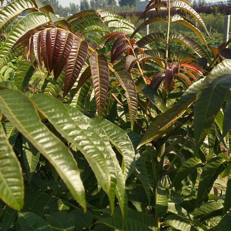 香椿树苗 阳台盆栽庭院地栽水果树苗木南方北方种植绿化香椿芽四季丰