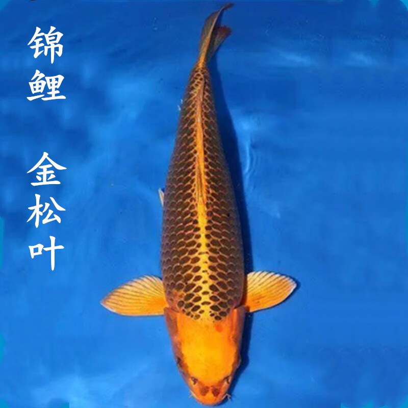 金松叶锦鲤一条 26-30cm
