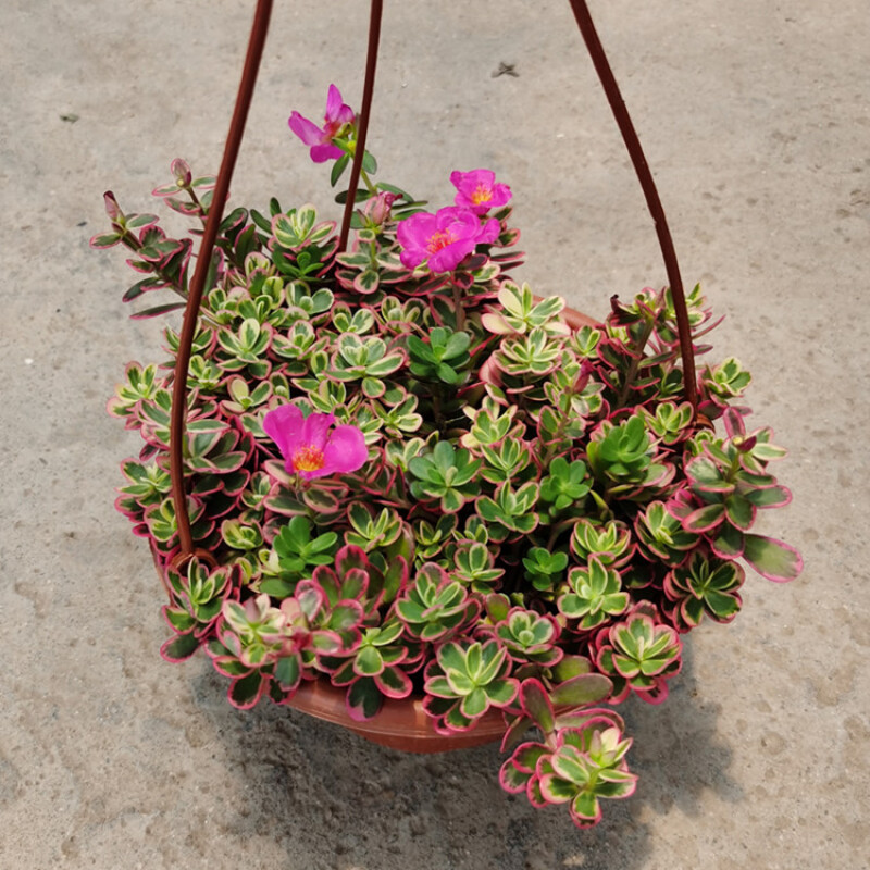 太阳花锦垂吊开花多肉植物太阳花盆栽阳台易养好养花卉花苗带花苞