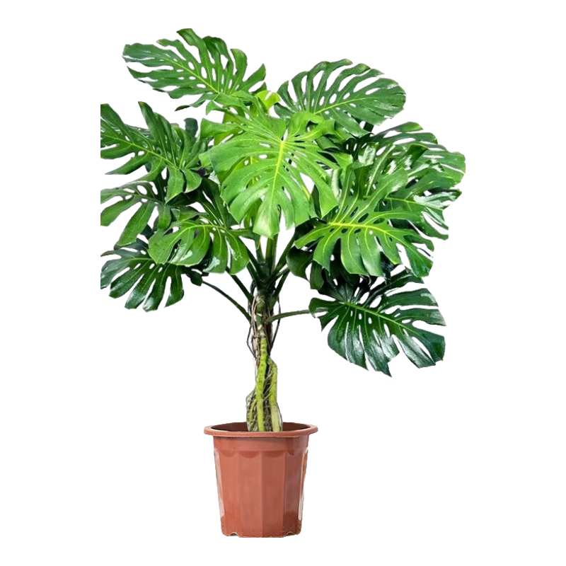 �����й걳�����Կ������ڰ칫�Ҵ�����ֲ�辰������������ȩԴͷֱ��