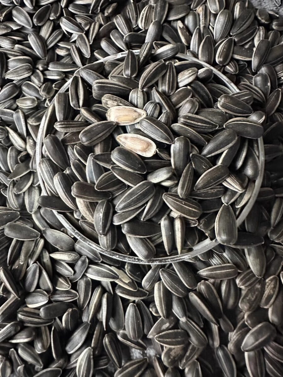 隽颜堂新货生瓜子小黑珍珠瓜子油葵花籽干炒货坚果零食特产散装满享