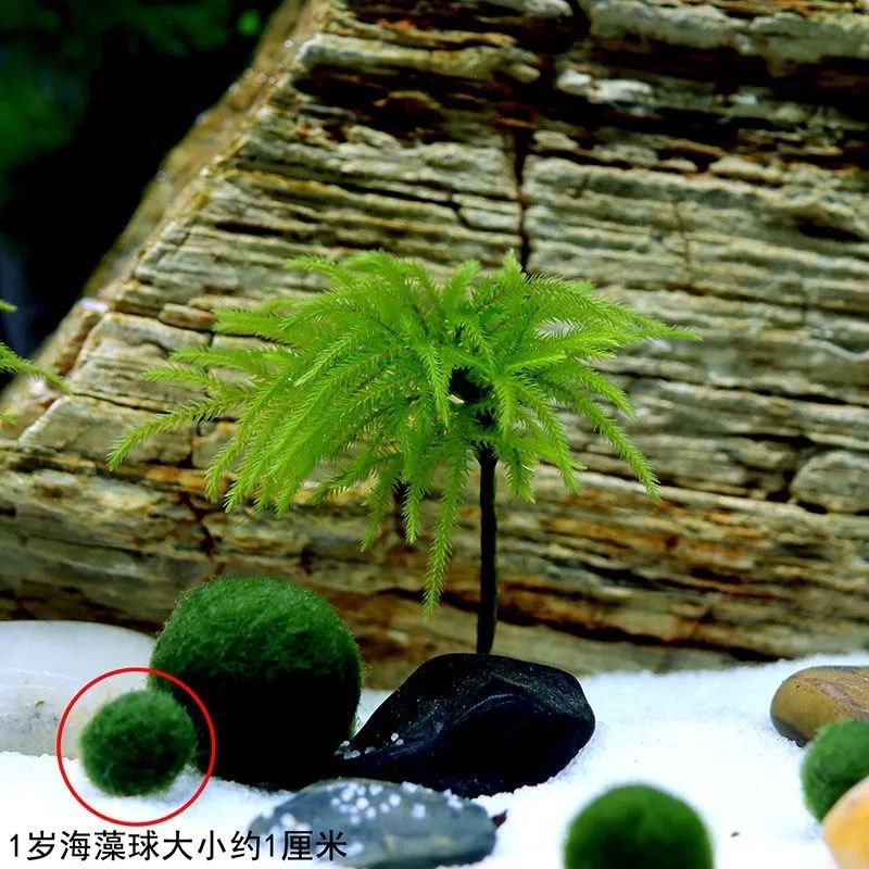 宠物优选必备好货 鱼缸水草鱼草万年藓水草活体耐活耐低温苔藓鱼缸水族箱生态瓶造景万年藓4颗 1岁海藻球球1个 42 0评论 元 22元券 宠物优选都是好货 万年藓水草活体耐活耐低温苔藓鱼缸水族箱生态瓶雨淋缸造景水草万年藓102 49 0评论 28元