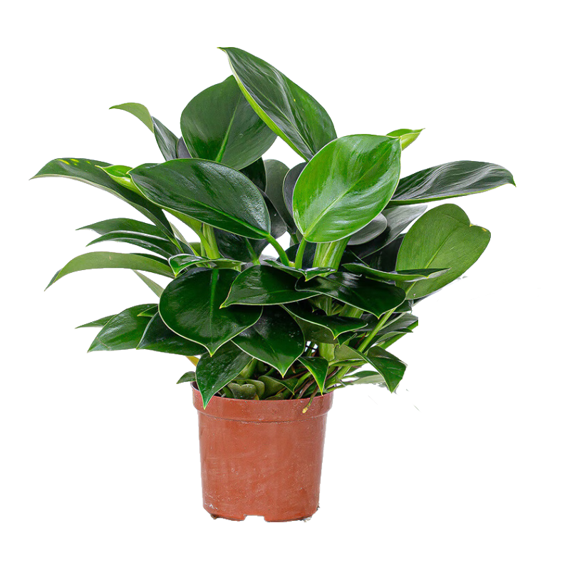 花翁綠公主盆栽花卉植物室內(nèi)水培綠植 大盆金鉆【2盆】原盆土源頭直發(fā)