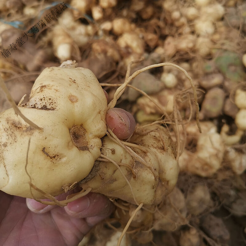 新鲜野生滇黄精 甜黄精老虎姜药材纯野生鸡头黄精品泡茶 200g