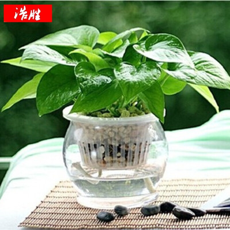 soumiety 水培 水养 水培植物盆栽 豆瓣绿 文竹 发财树 虎皮兰 金心