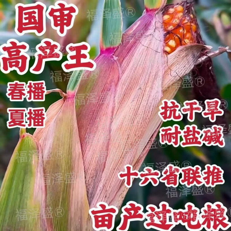 细辛科河699高产玉米种子大全矮杆大棒农科院新品种苞米种9号红轴 吨