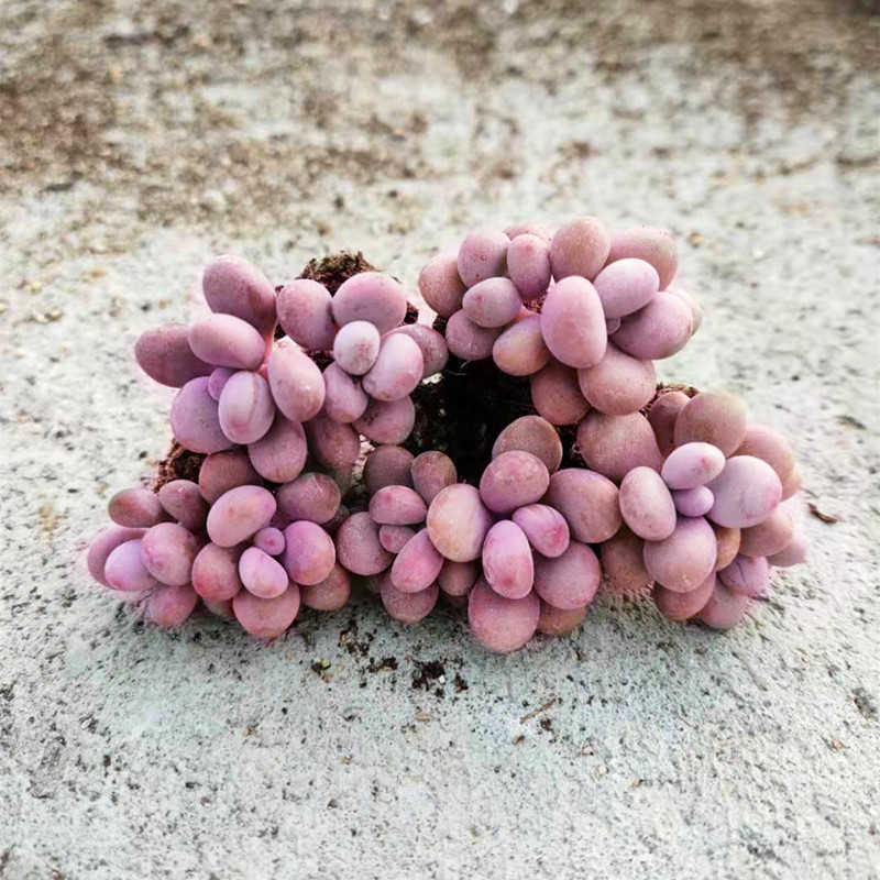 多肉植物稀有品种桃蛋组合套装室内阳台盆栽四季肉肉老桩多头 桃蛋2颗