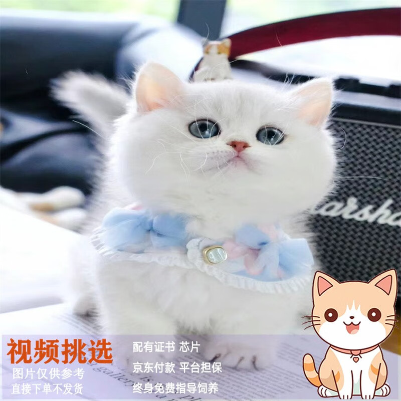 梦茜儿（MEXEMINA）纯种银渐层幼猫英短渐层猫咪活体矮脚银渐层小猫活物幼崽活体宠物 宠物级 随机发货 母高性价比高么？