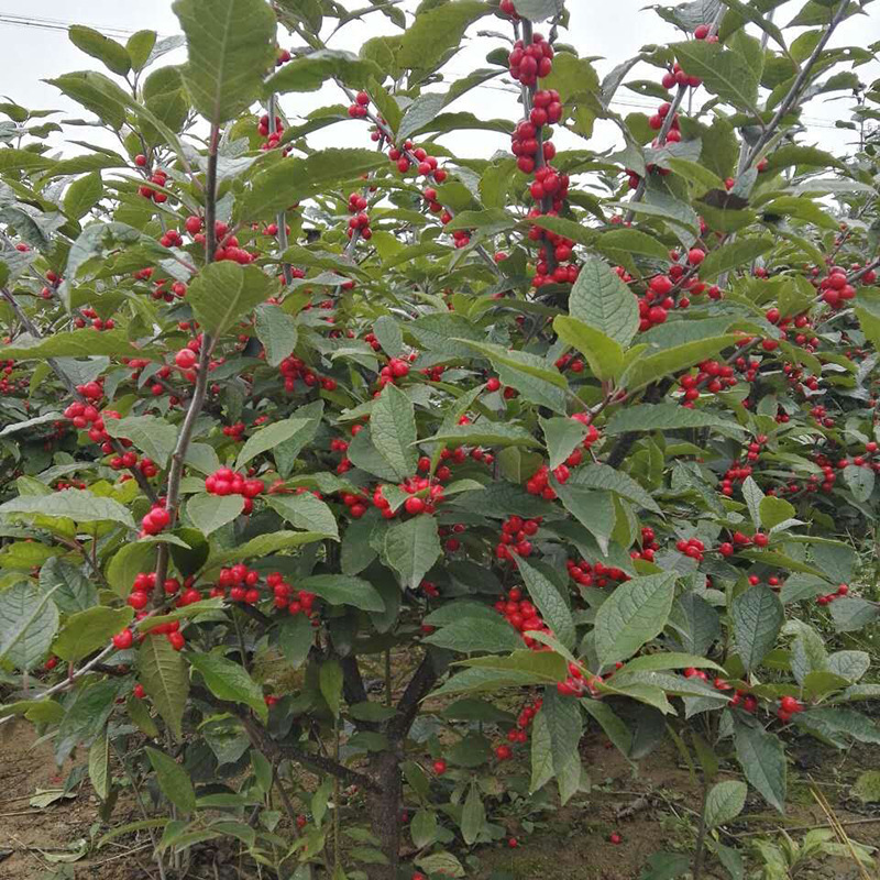 北美冬青适合室内庭院绿化工程红果冬青盆栽地栽北美冬青3年价格 3年