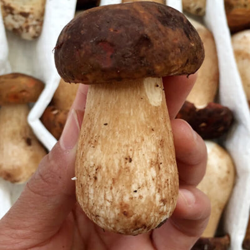食怀美味牛肝菌新鲜大脚菇非干货野生蘑菇煲汤鲜云南特产白牛肝菌500g