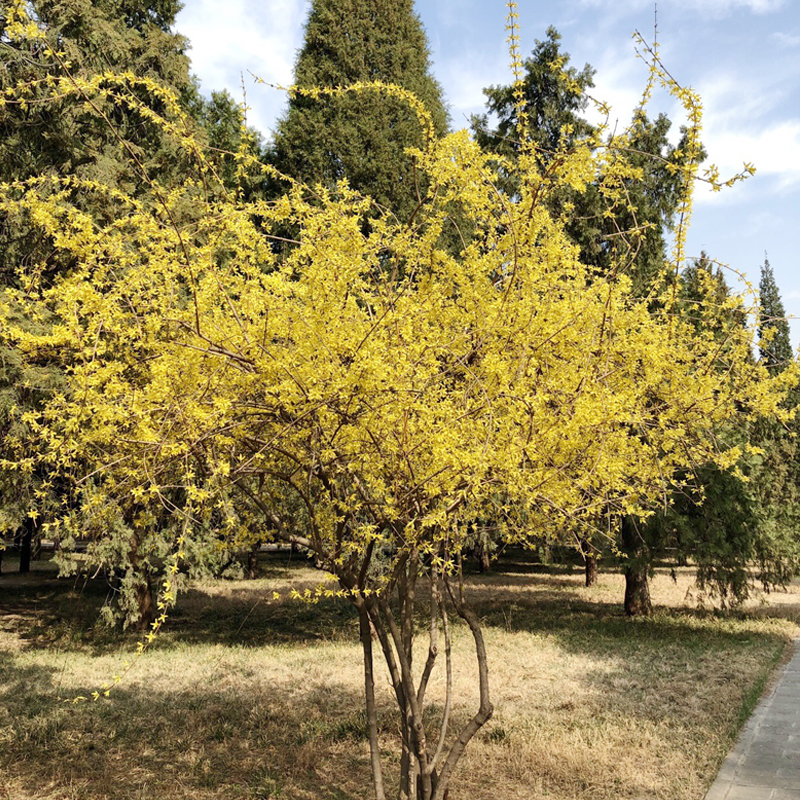 苗金钟花爬藤攀援绿化植物风景树黄老虎苗 连翘幼苗【高10-20cm}10棵