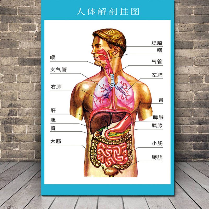 冠堂居 人体解剖图结构示意图人体内脏器官骨骼肌肉构造挂图全身解刨