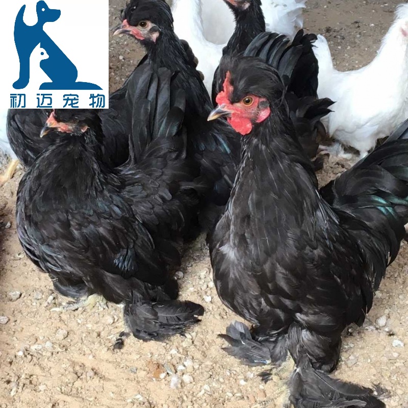 宠物元宝鸡苗活体观赏阳台矮腿鸡宠物鸡青年鸡小鸡花元宝宫廷元宝