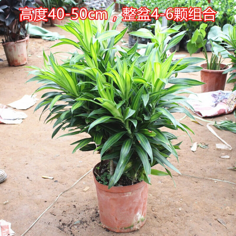 百合竹室内大型绿植盆栽客厅绿色长青植物金心净花卉 百合竹:带部分原