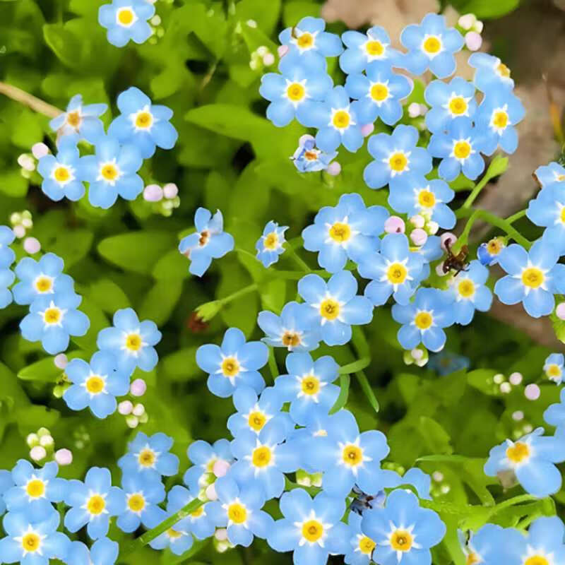 勿忘我花种子勿忘草易种植多年生耐寒庭院阳台盆栽花卉种子大全