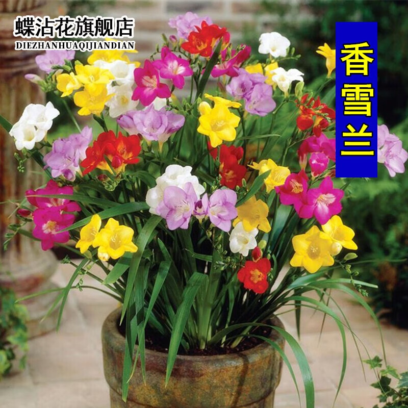 种球历史价格查询|种球价格走势图