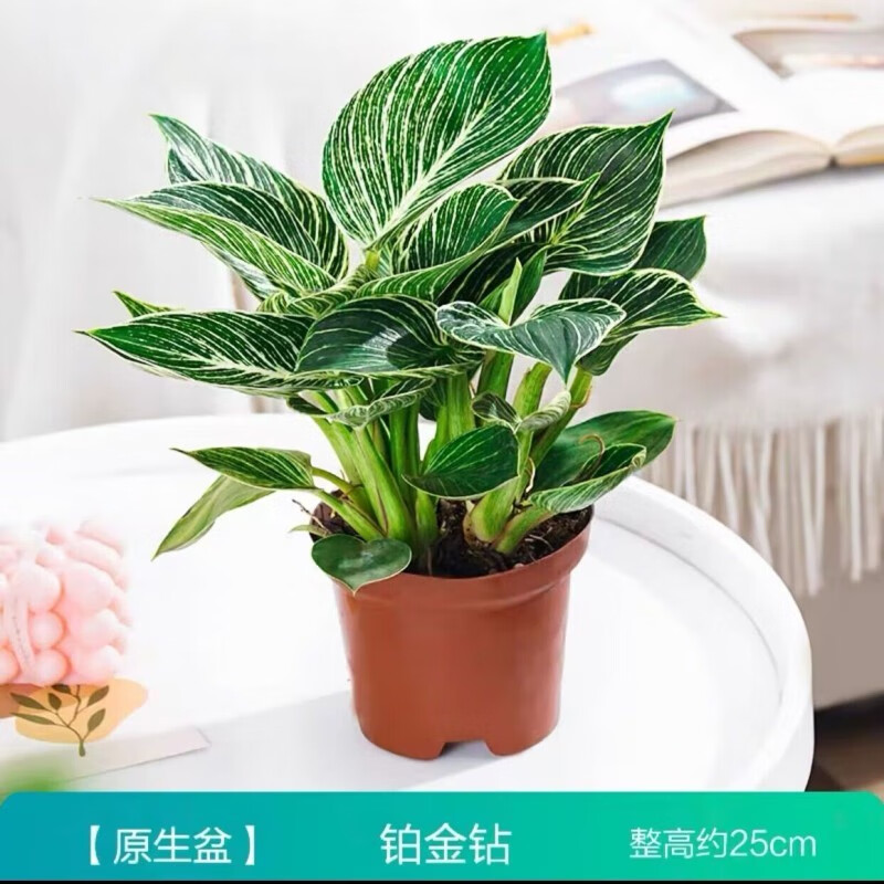 浅笑心柔大叶金钻盆栽植物办公室内花卉客厅桌面绿植好养易活 铂金钻