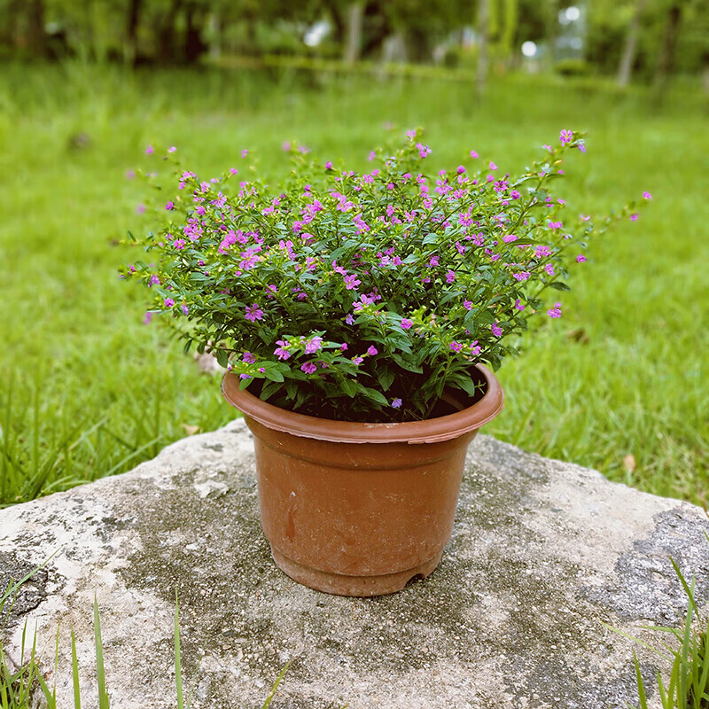 靜嘉園藝  滿天星盆栽陽臺(tái)室內(nèi)客廳好養(yǎng)花卉綠植四季開花不斷帶花苞觀花植物 原盆滿天星