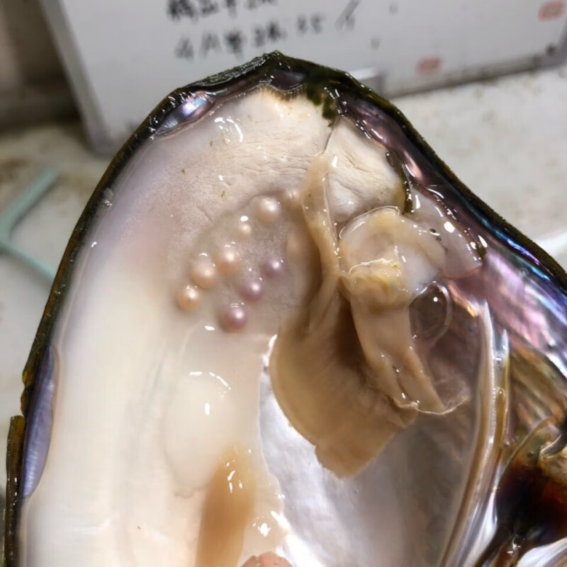 聪蝶彩色淡水ak小珍珠特大河蚌寄多珠活蚌幼苗自己开蚌可养殖鲜活