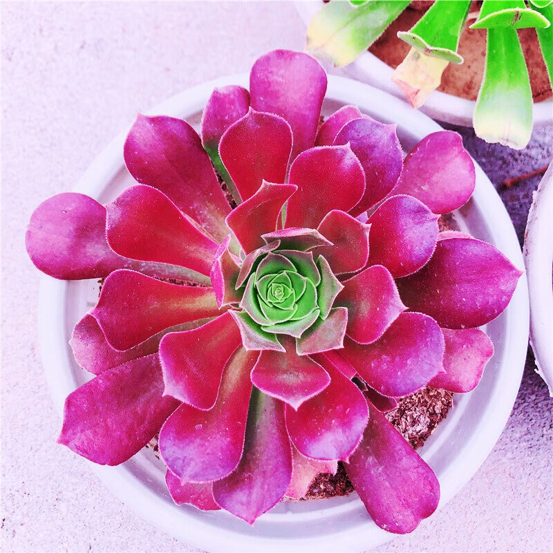 组合套装 老桩办公室内耐干旱懒人绿植花卉 红法师【单头冠幅8-10cm】