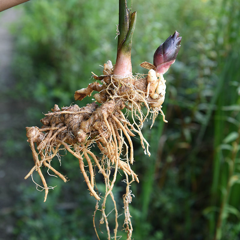 【精选生鲜】阳荷种苗洋荷姜种根湖北恩施洋荷笋新鲜蔬菜洋霍姜阳姜包