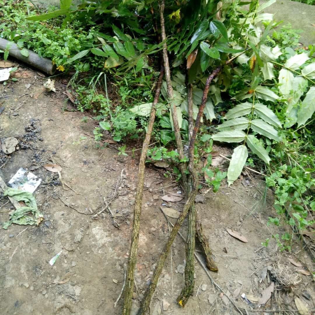 新鲜现采土黄连刺黄连十大功劳木清热黄柏八角刺新鲜干货都天天发